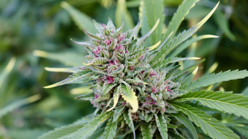 Cannabis Inventory Management Tips Dispensary Owners Can Rely On