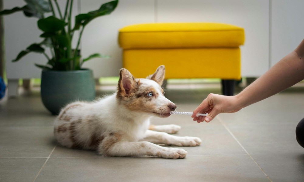 Veterinary Clinics Find New Pet Patients Through Hibu Digital Marketing