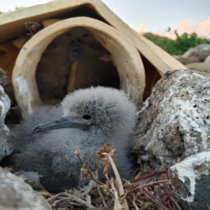 Bird Nest Container Solutions for Safe Storage and Premium Packaging