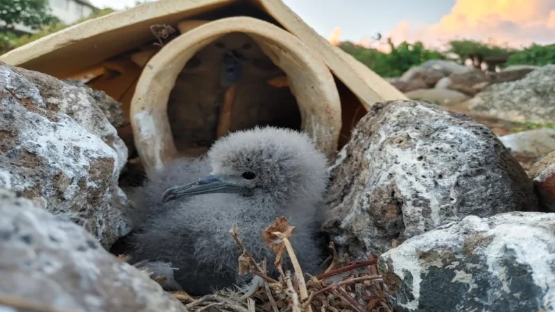 Bird Nest Container Solutions for Safe Storage and Premium Packaging
