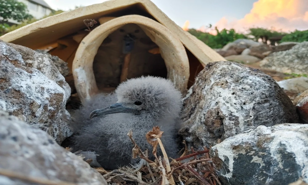 Bird Nest Container Solutions for Safe Storage and Premium Packaging