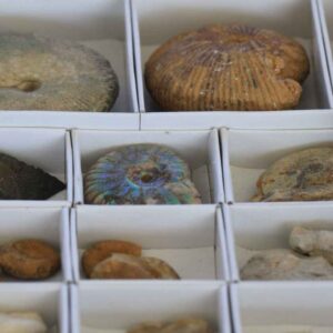 How to Start Your First Fossil Collection