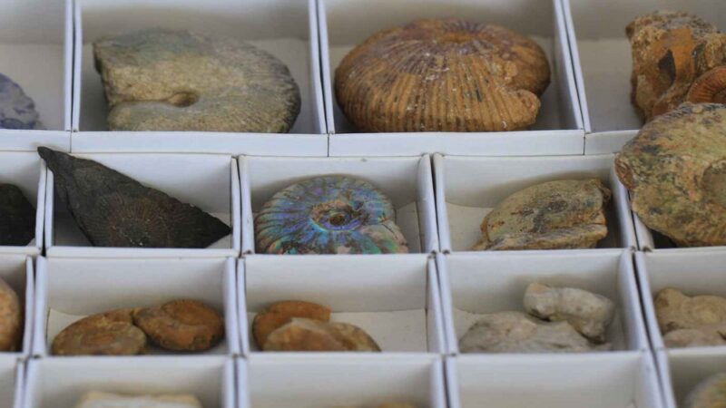 How to Start Your First Fossil Collection