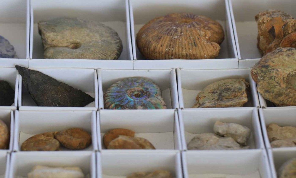 How to Start Your First Fossil Collection